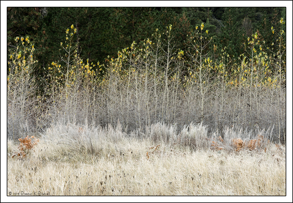 Yosemite Details #7