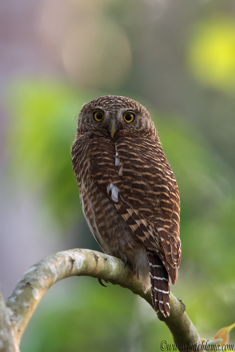 Asian Barred Owlet