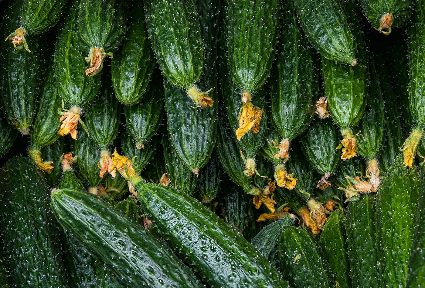 Cucumber