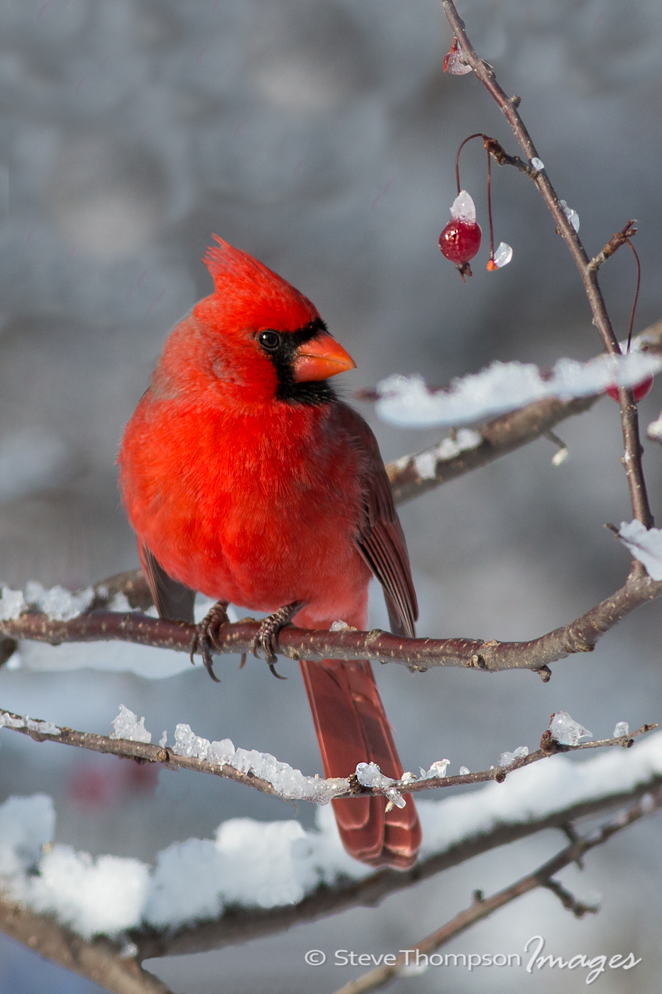 Winter Cardinal