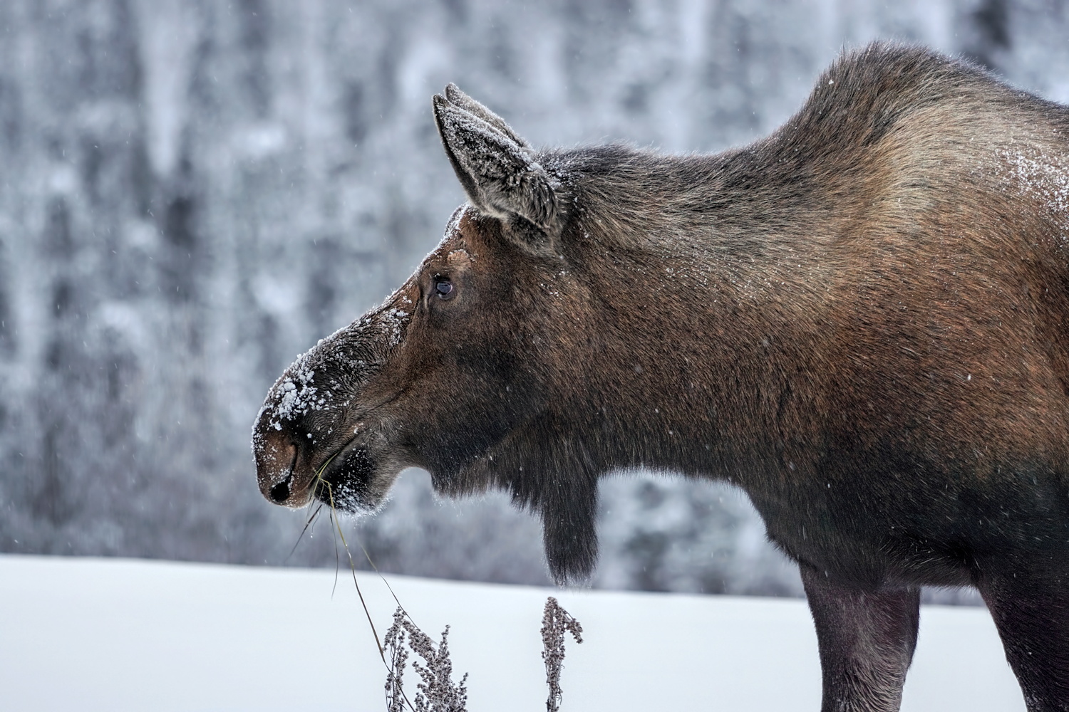 Moose Mug Shot