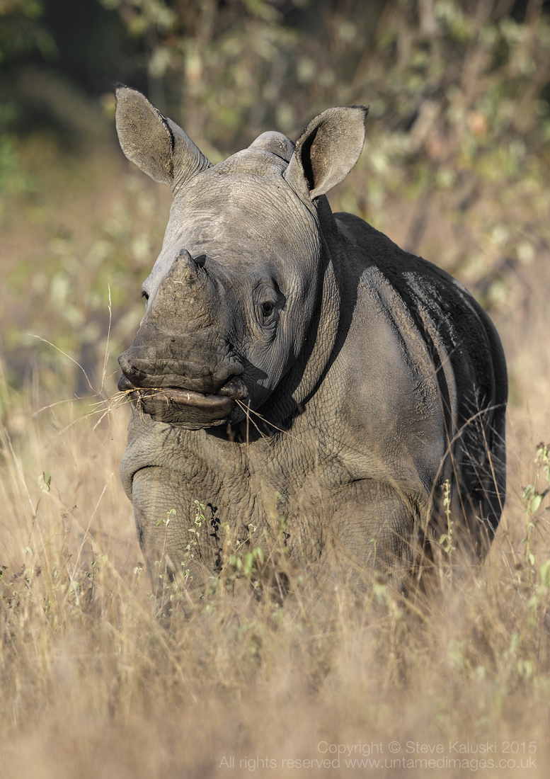Rhino calf