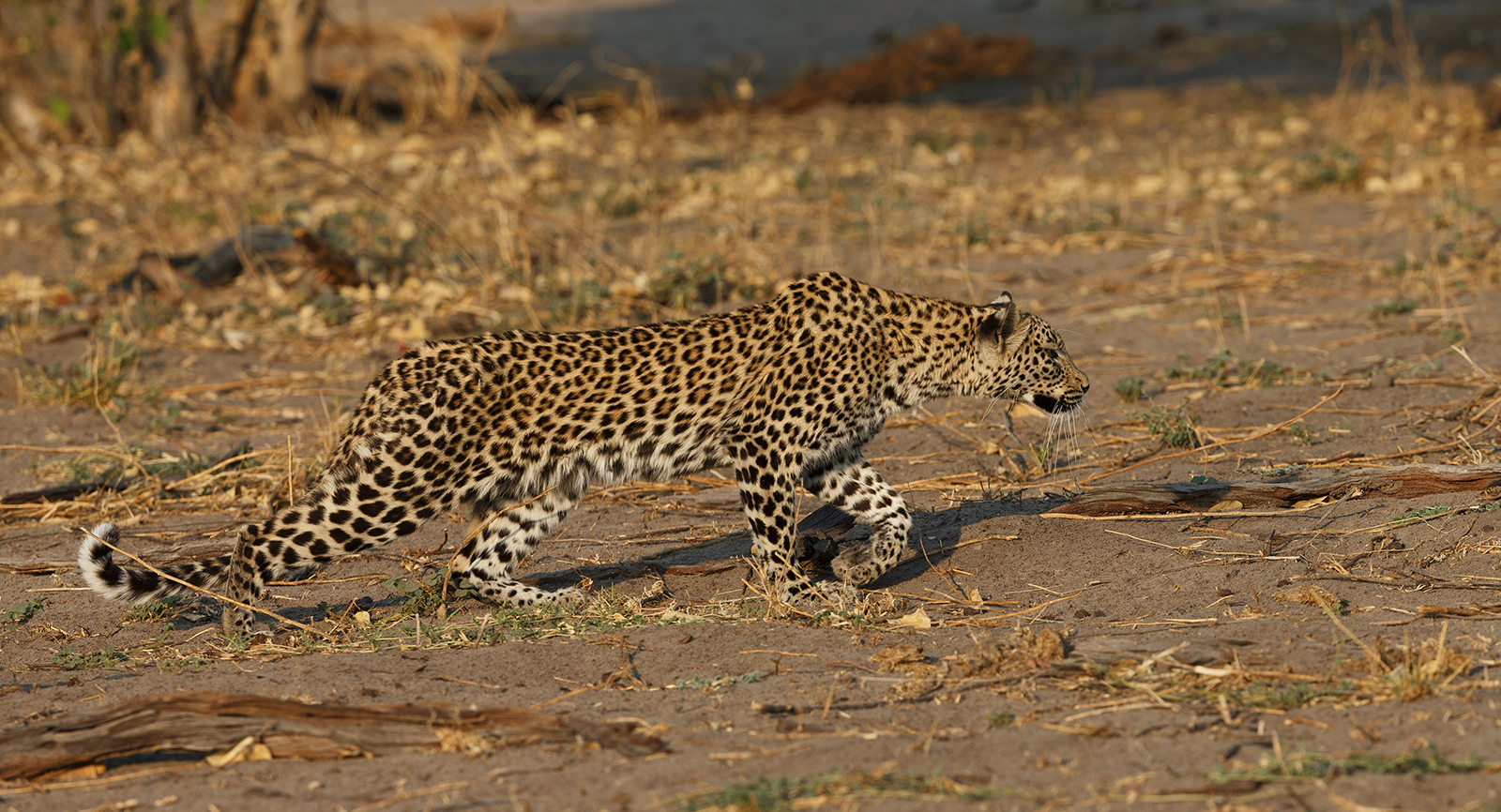 Leopard Crawl