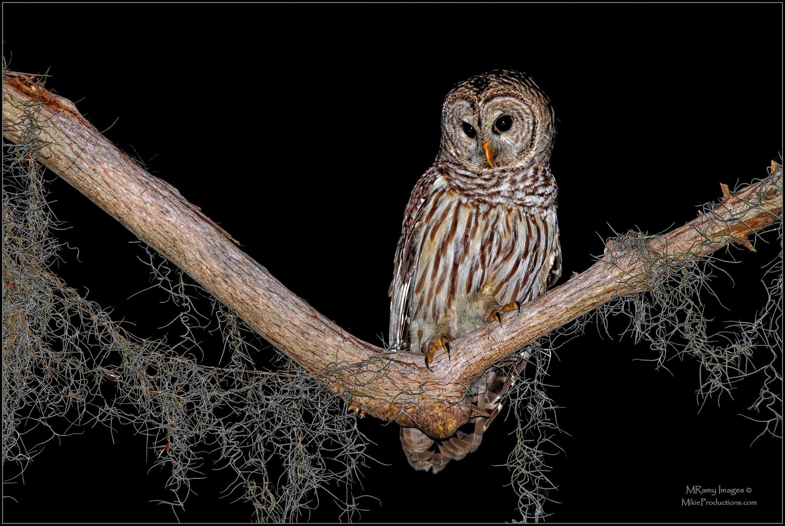 Barred Encounter+Repost