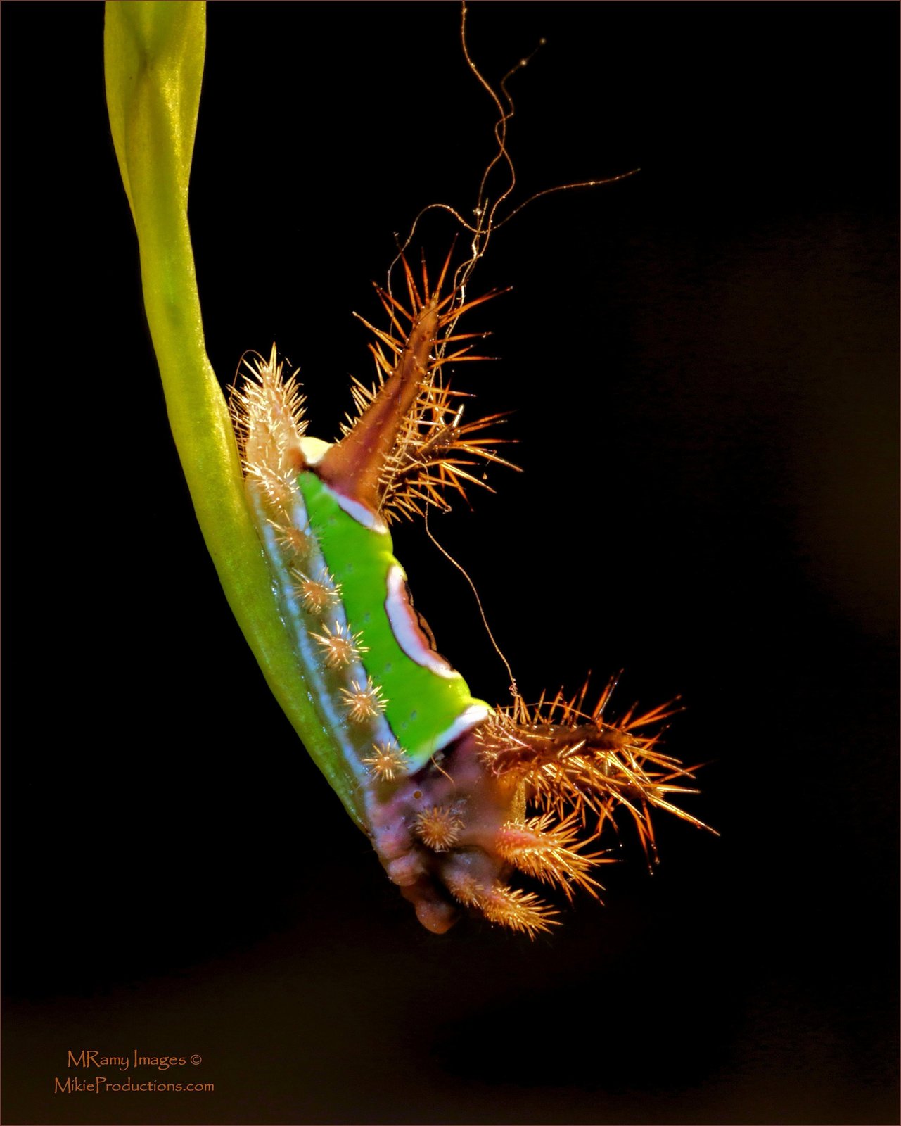 Last Leaf