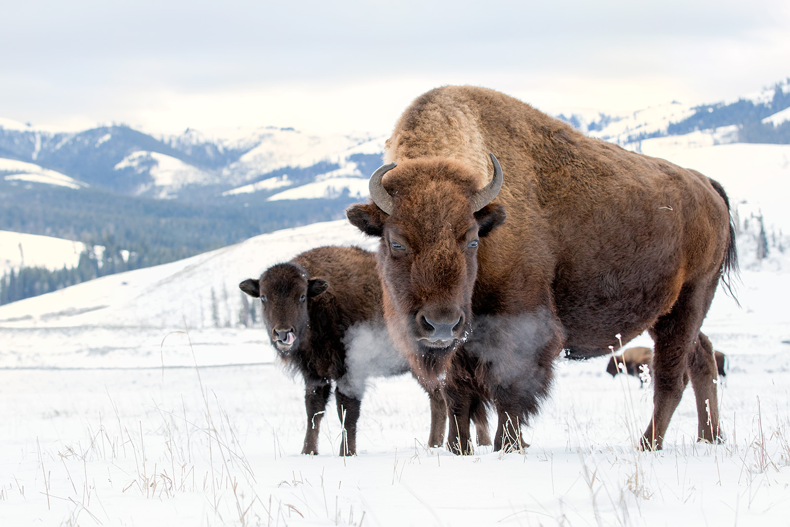 Mother and Calf