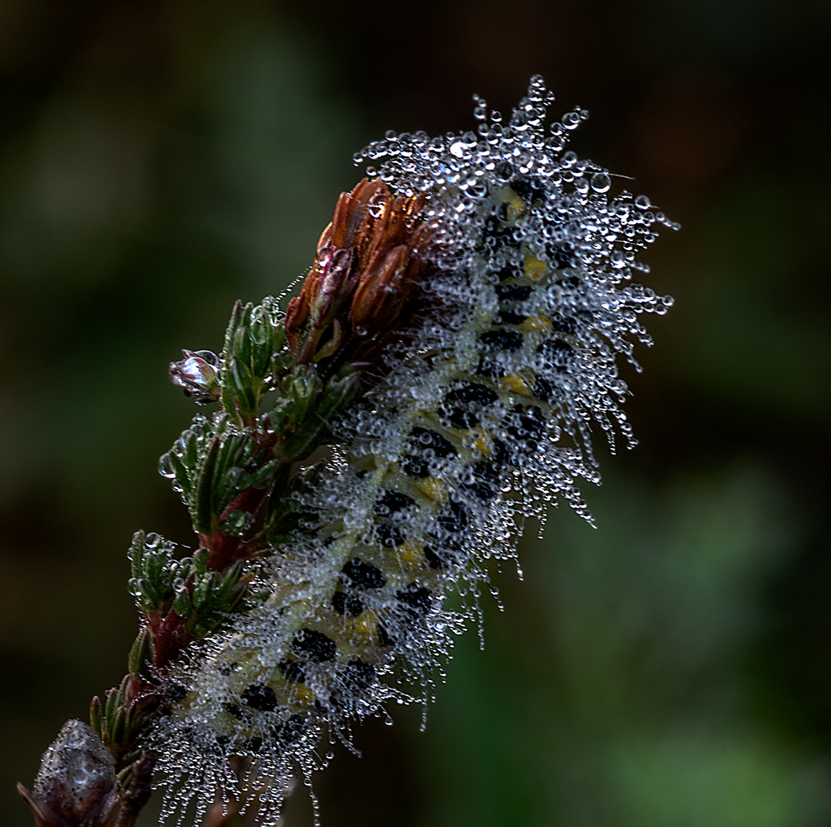Covered in dew
