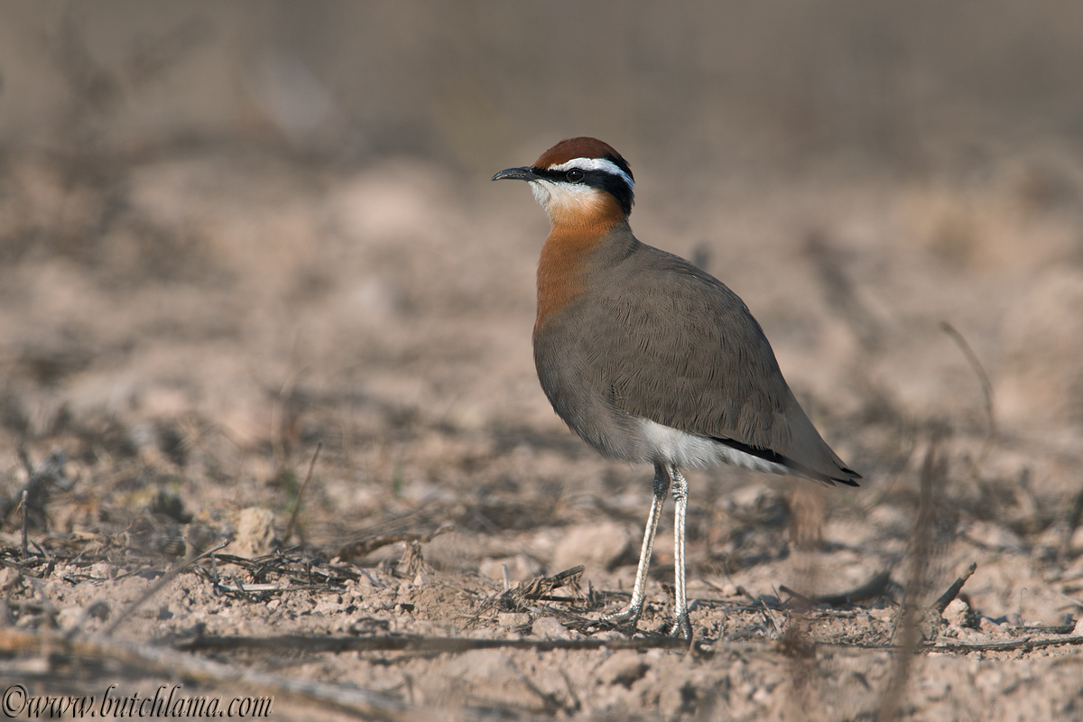 Indian Courser