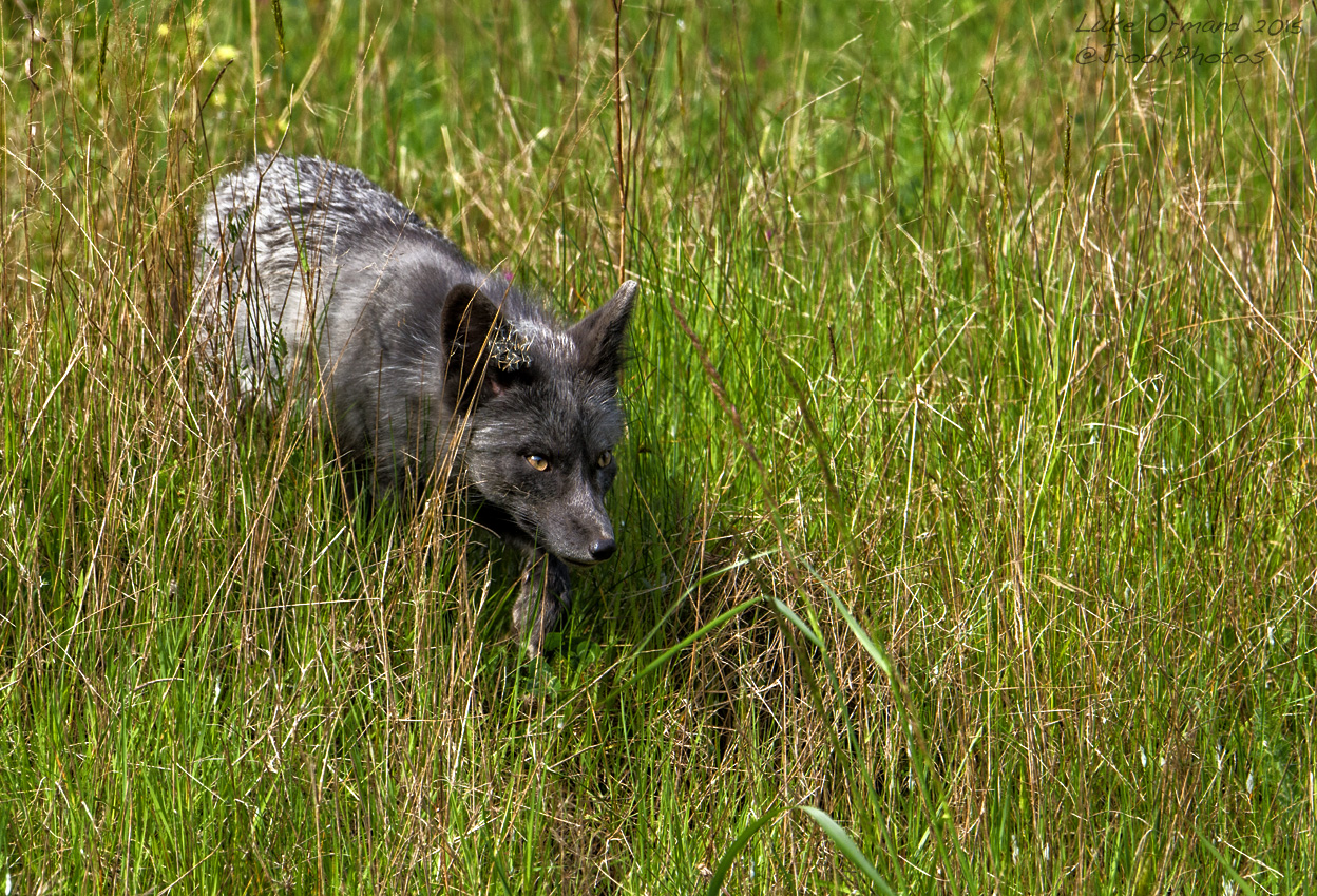 Silver Fox 3