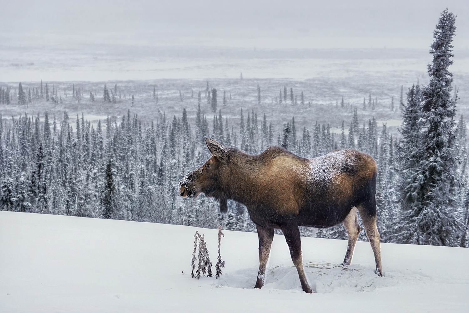 Winter Browsing II