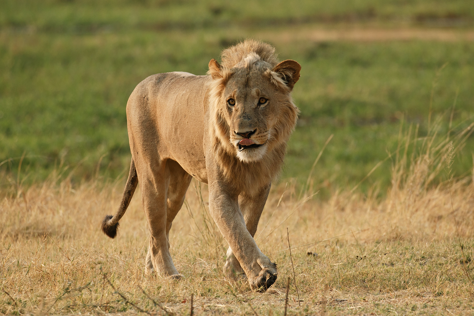 Young Male Lion
