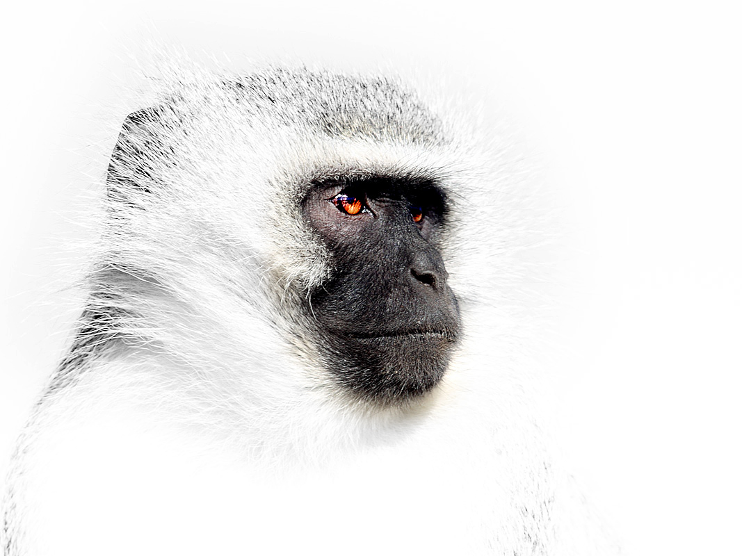 Ververt Monkey Portrait