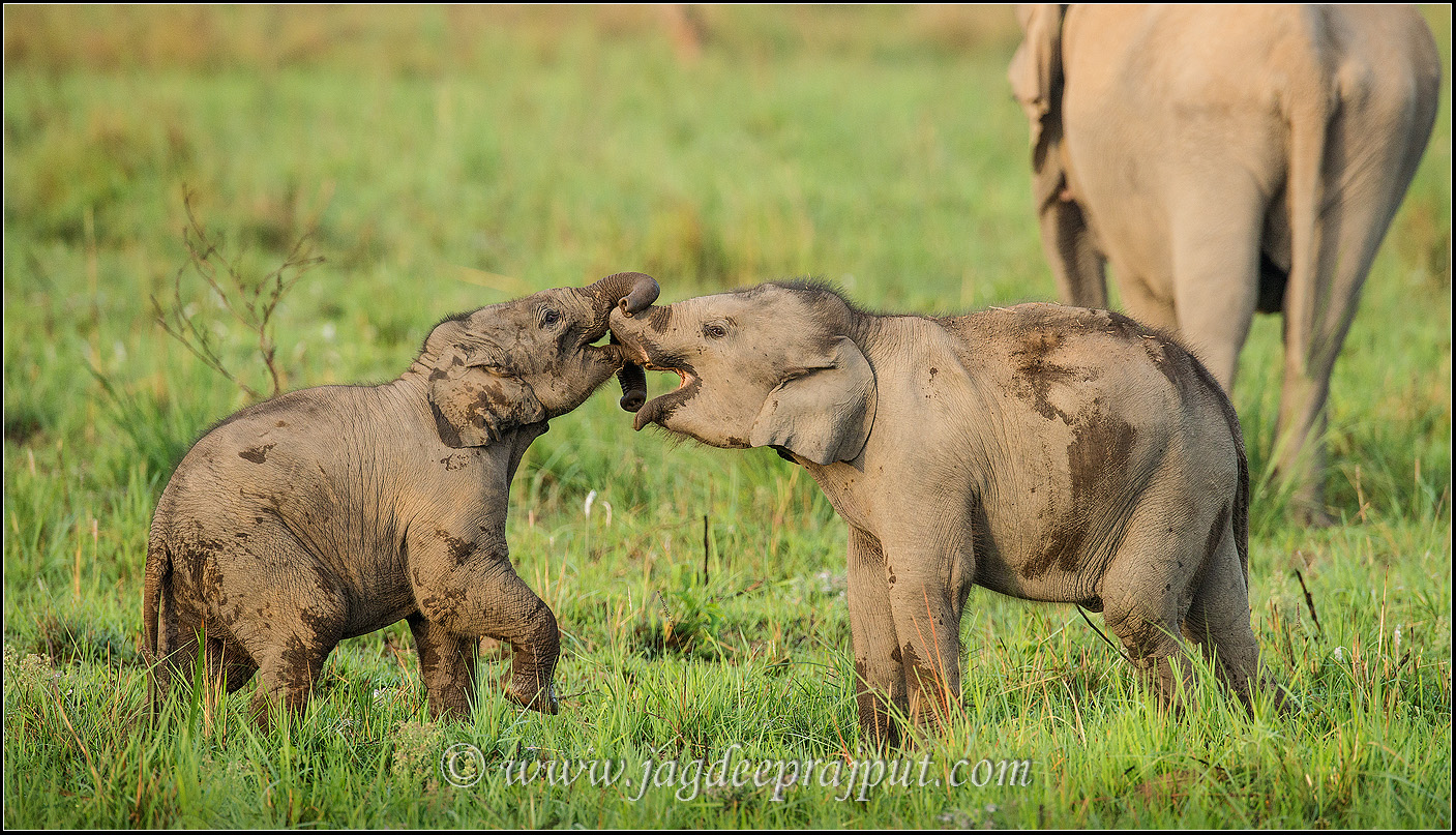 Play fighting