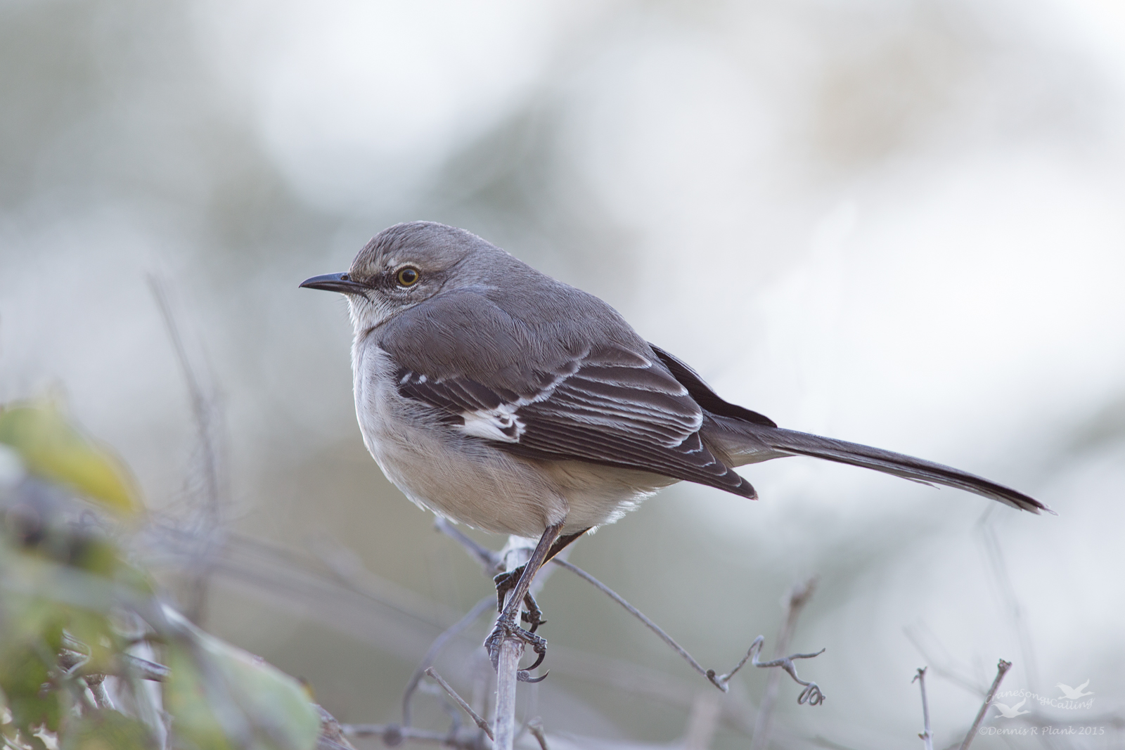 Northern Mockingbird