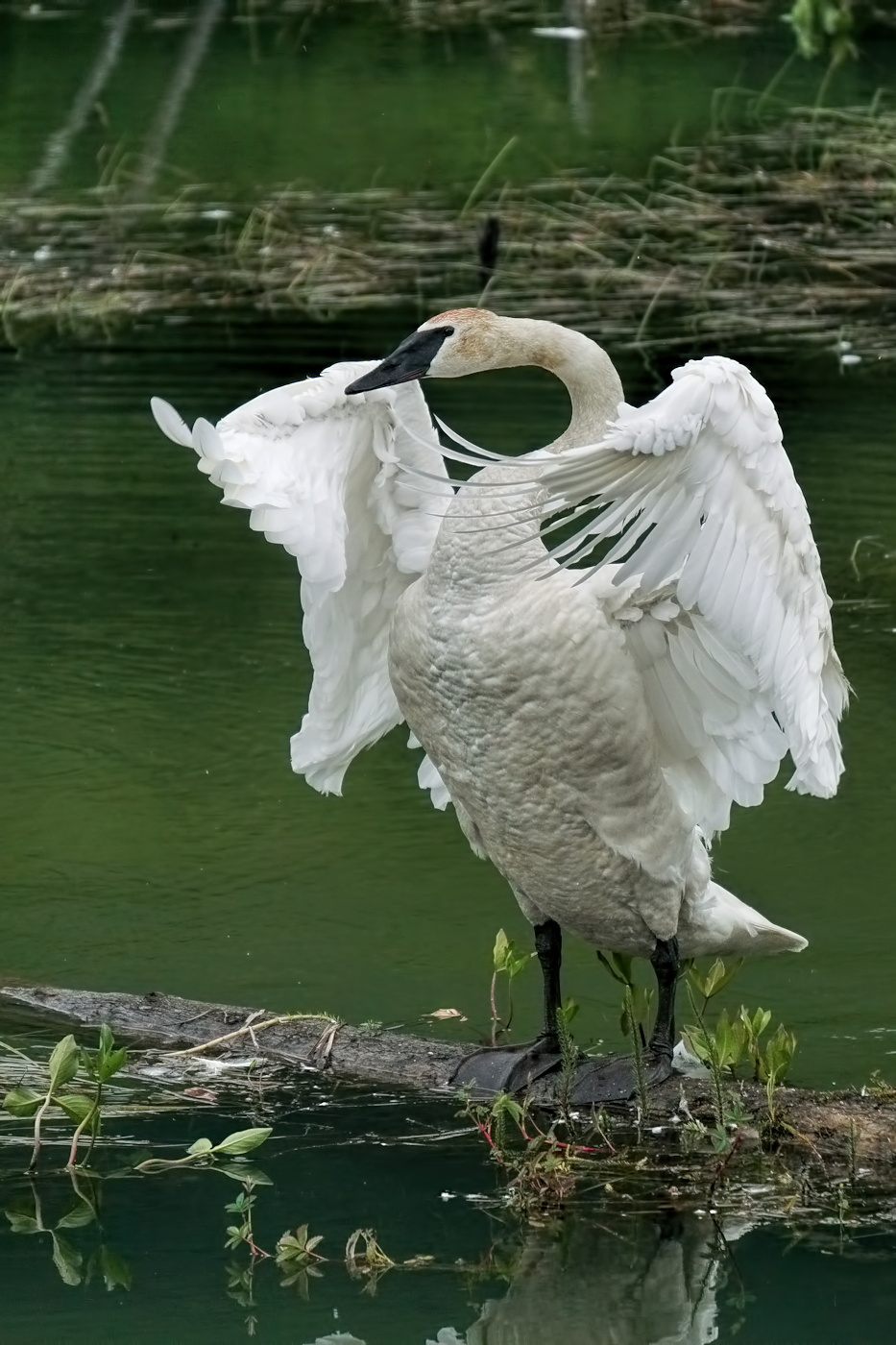 Fancy Flapping