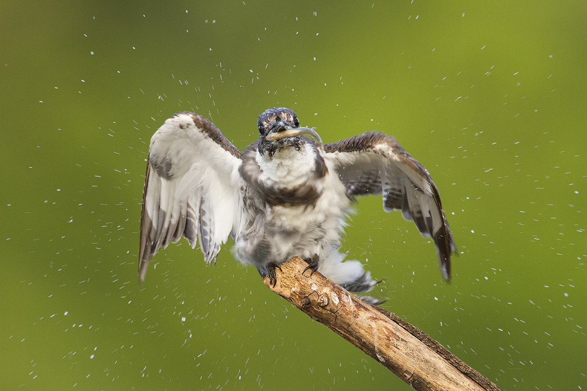 Belted Kingfisher