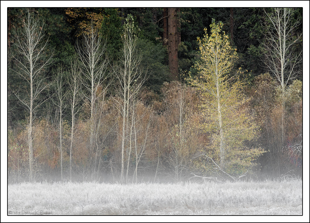 Yosemite Details #10