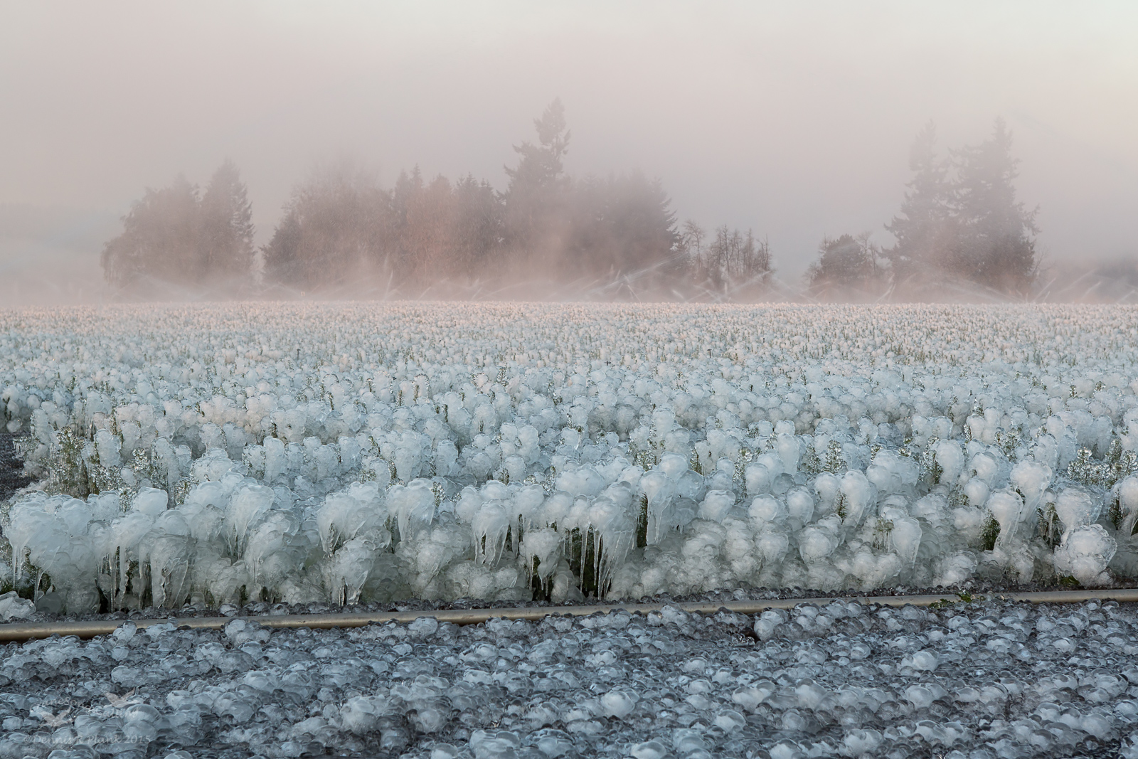 Tree Nursery at Dawn