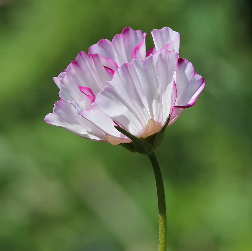 Graceful Flower