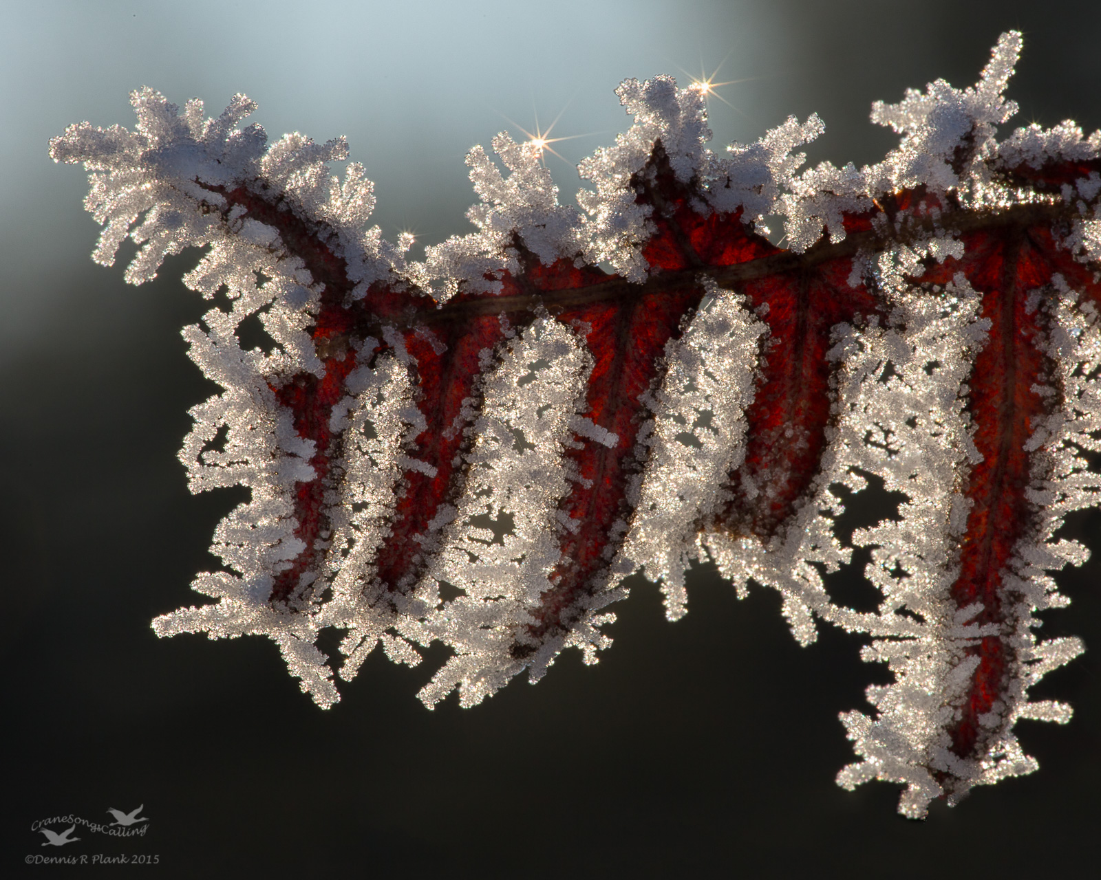 Frosted Fern