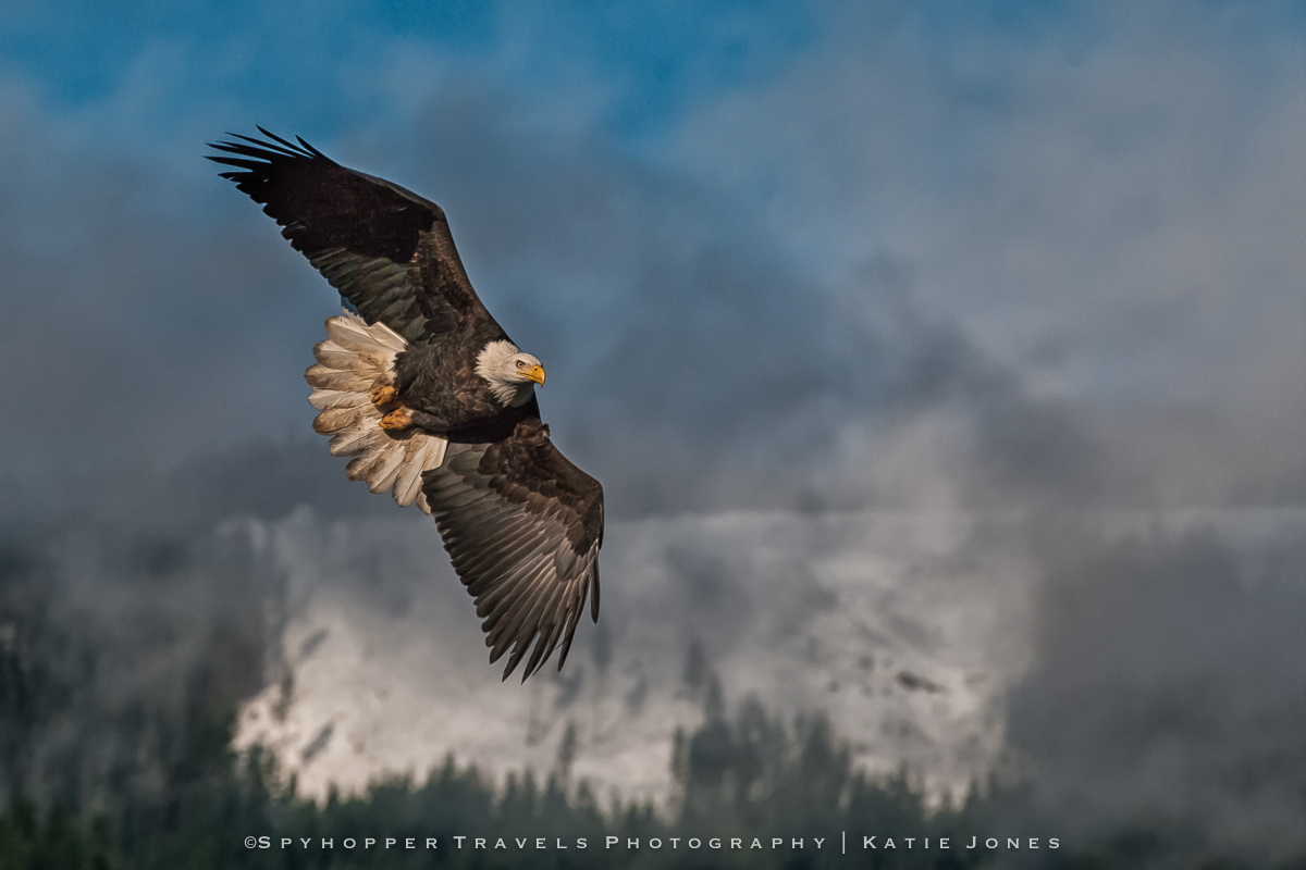 Swooping Bald Eagle