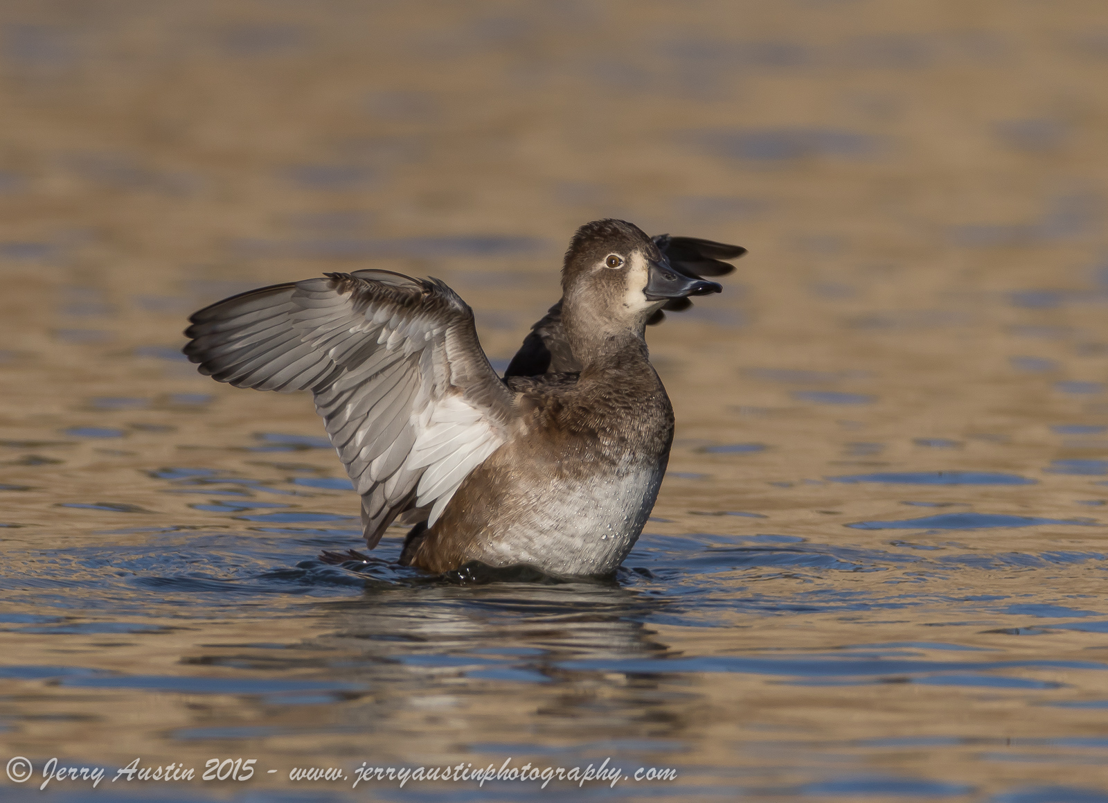 Ring-necked Hen