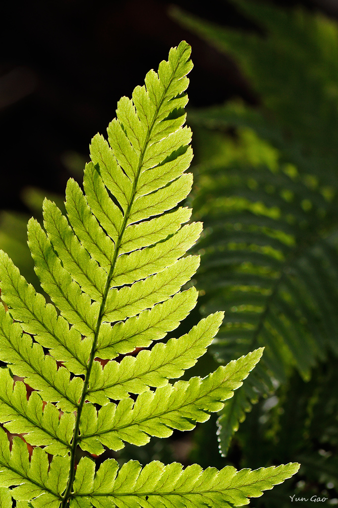  Fern