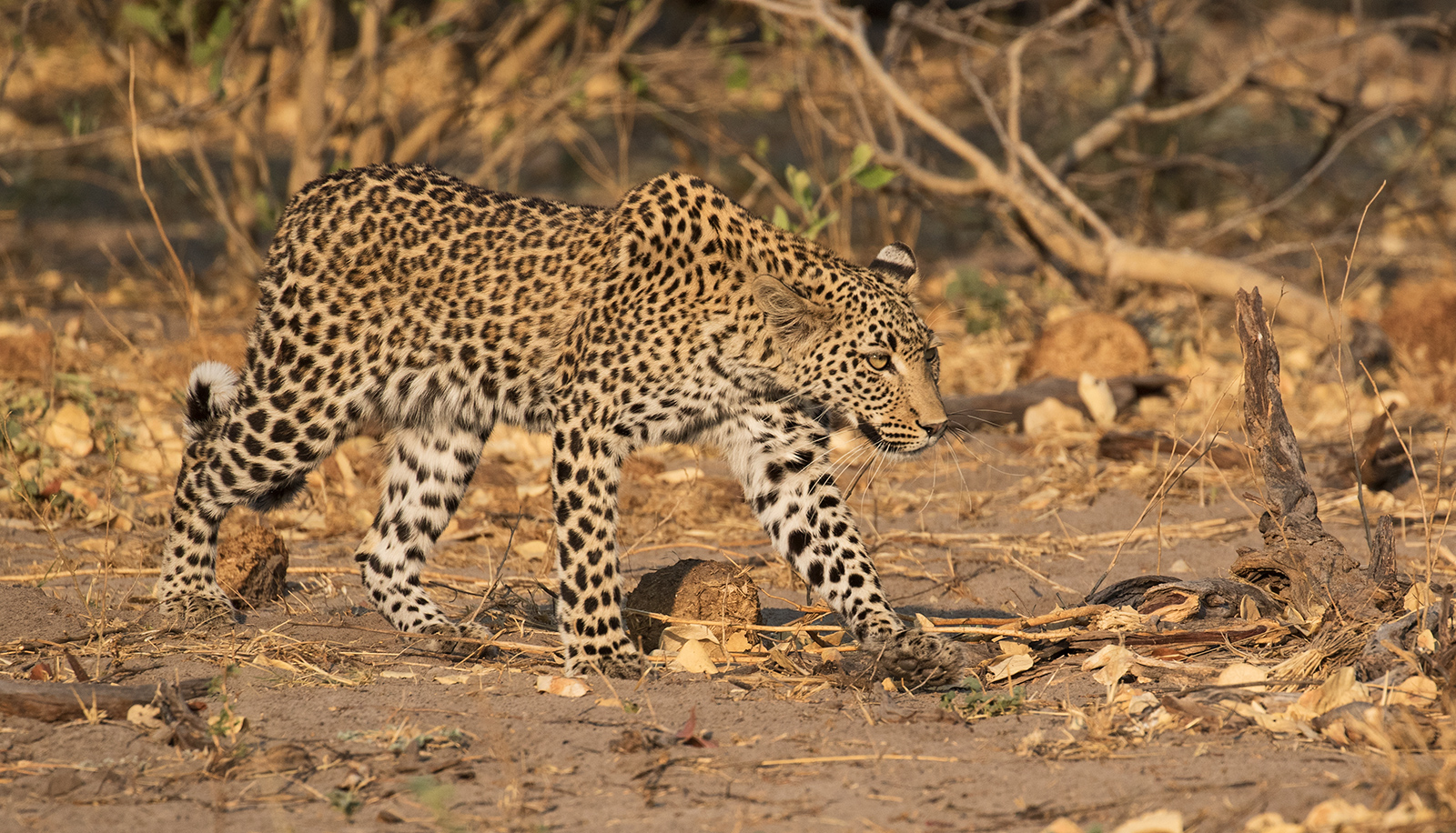 Leopard