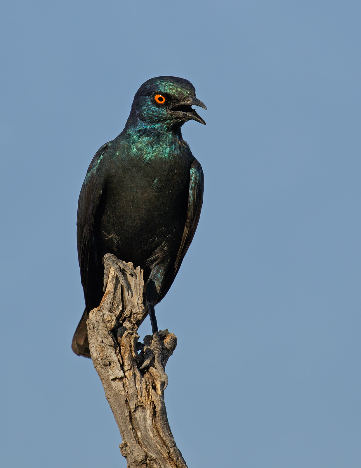 Glossy Starling