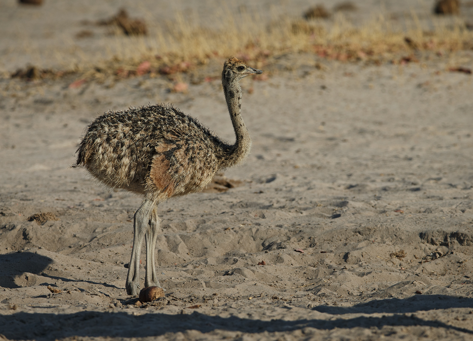 Young Ostrich