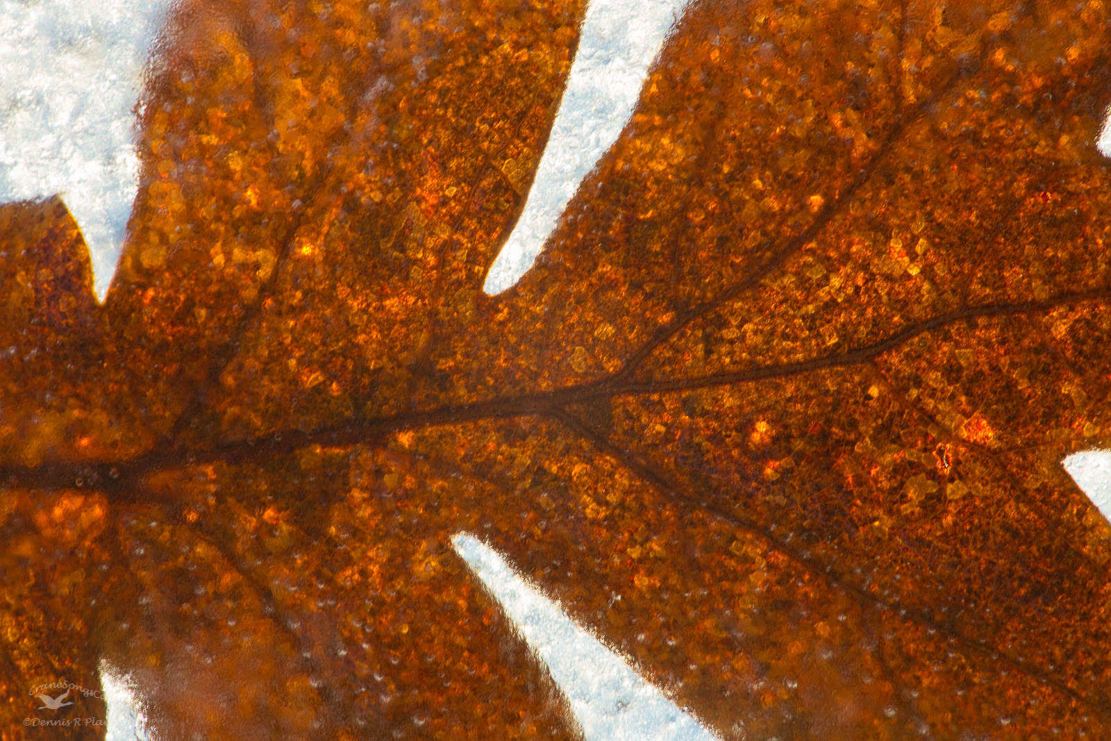 Garry Oak Abstract