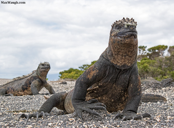 Marine Iguanas