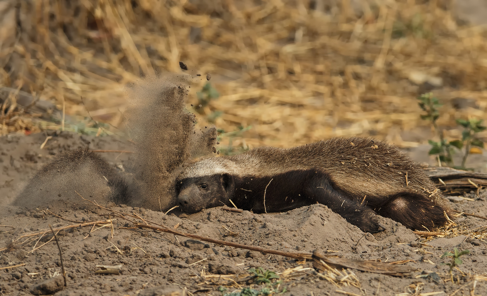 Honey Badgers