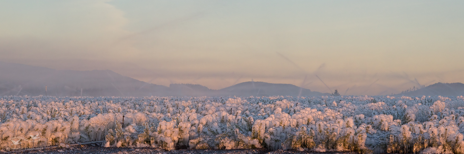 Dawn Tree Farm II