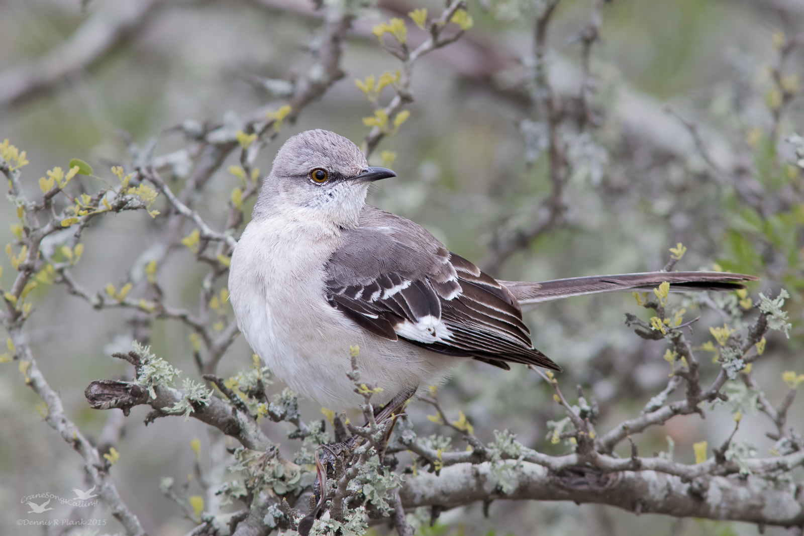 Northern Mockingbird III