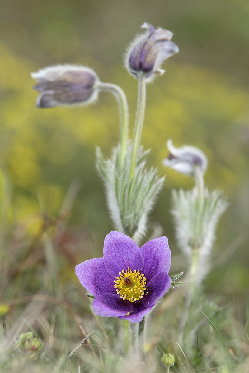 Common Pasque Flower