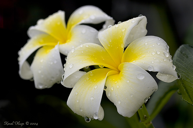 Yellow twins.