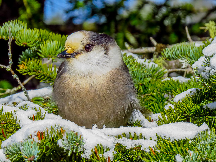 Cool Gray Jay