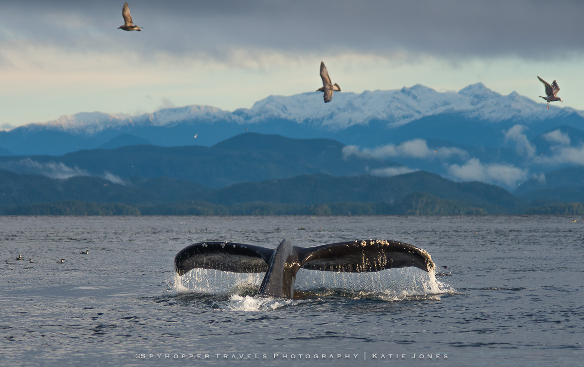 Humpback Whale Tail