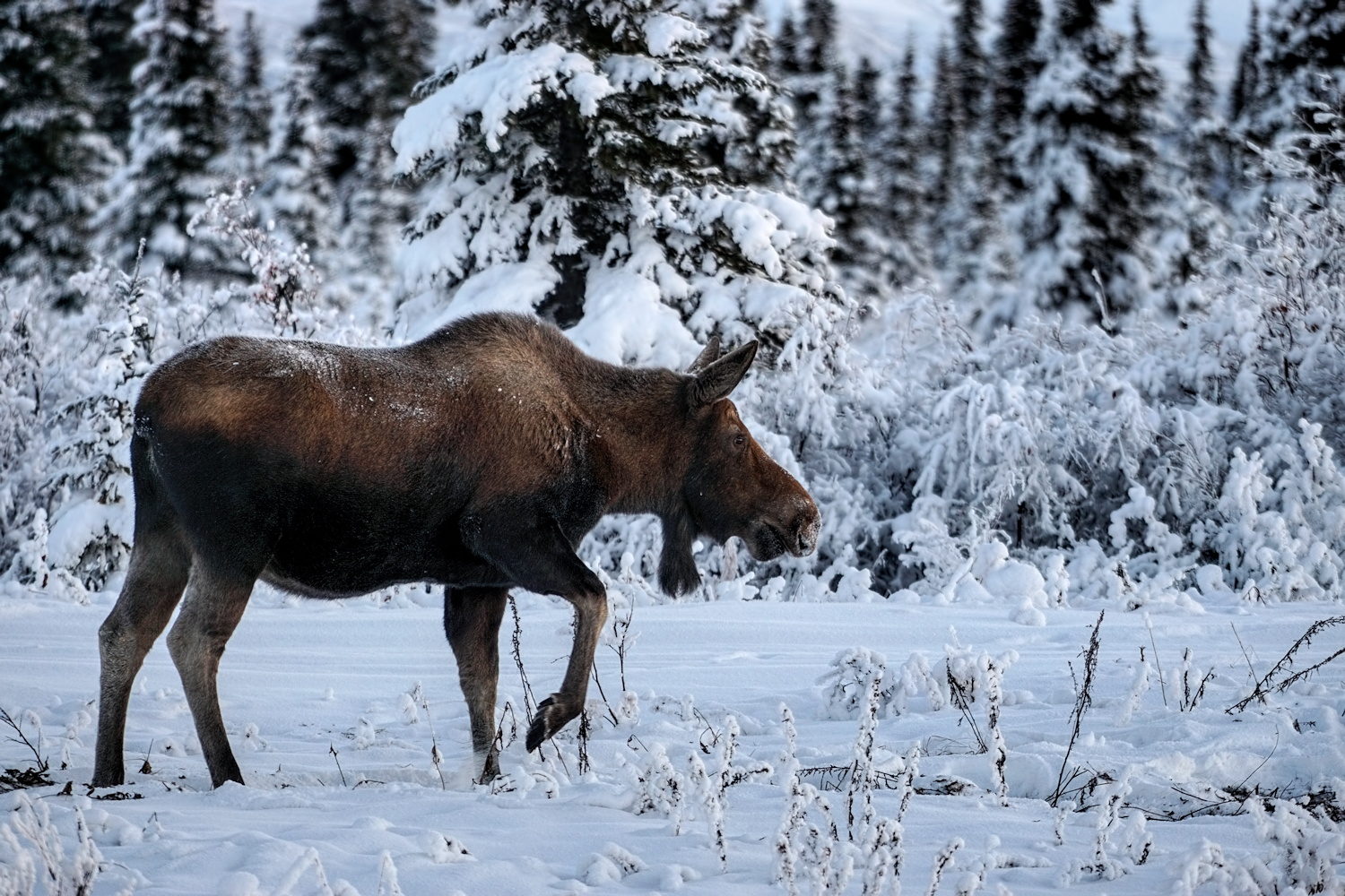 Freezing Grazing