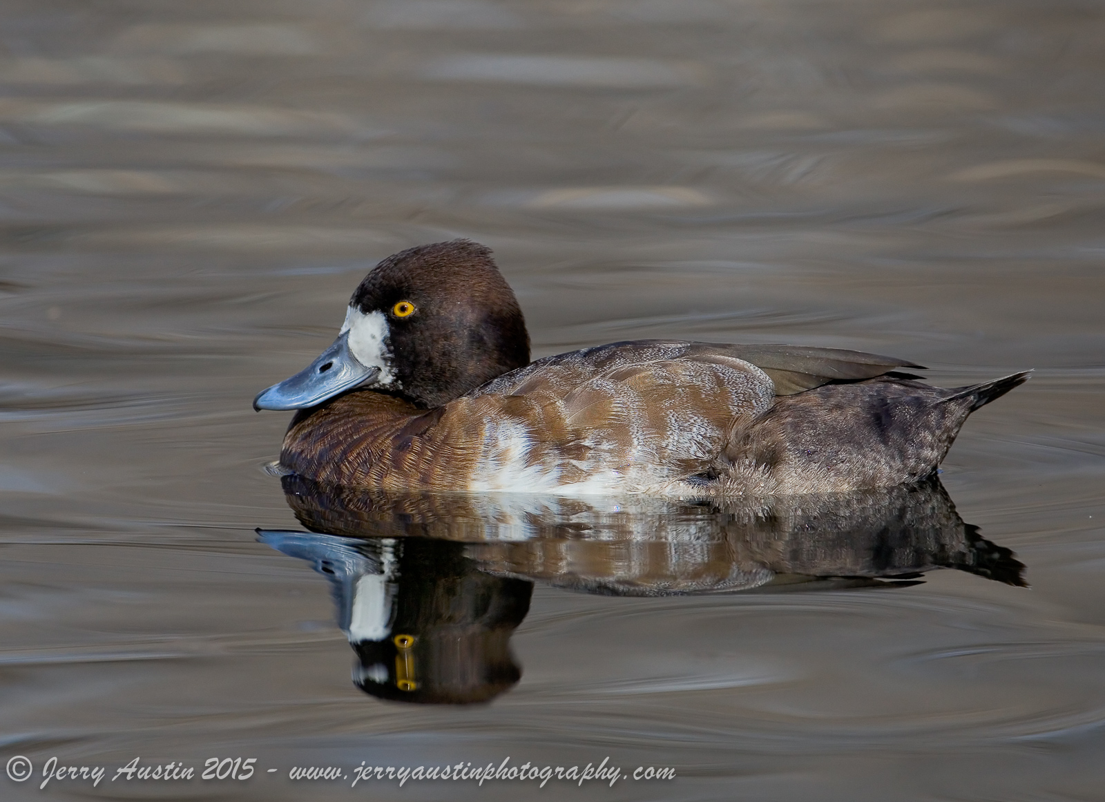 Lesser Scaup Hen