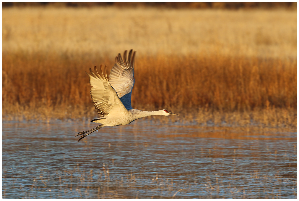 Sandhill Takeoff