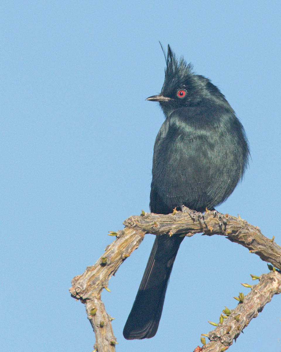 Phainopepla