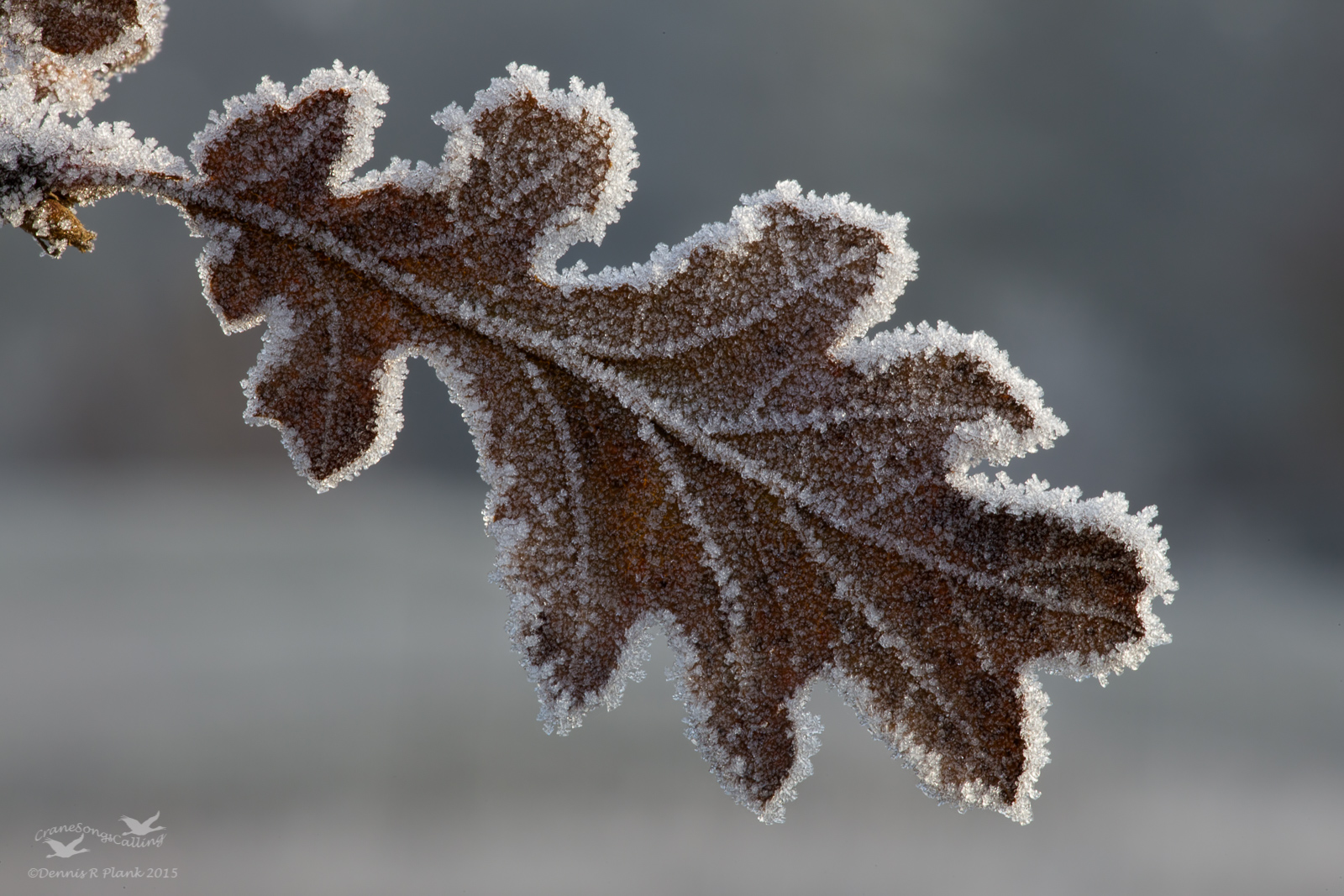 Garry Oak Leaf