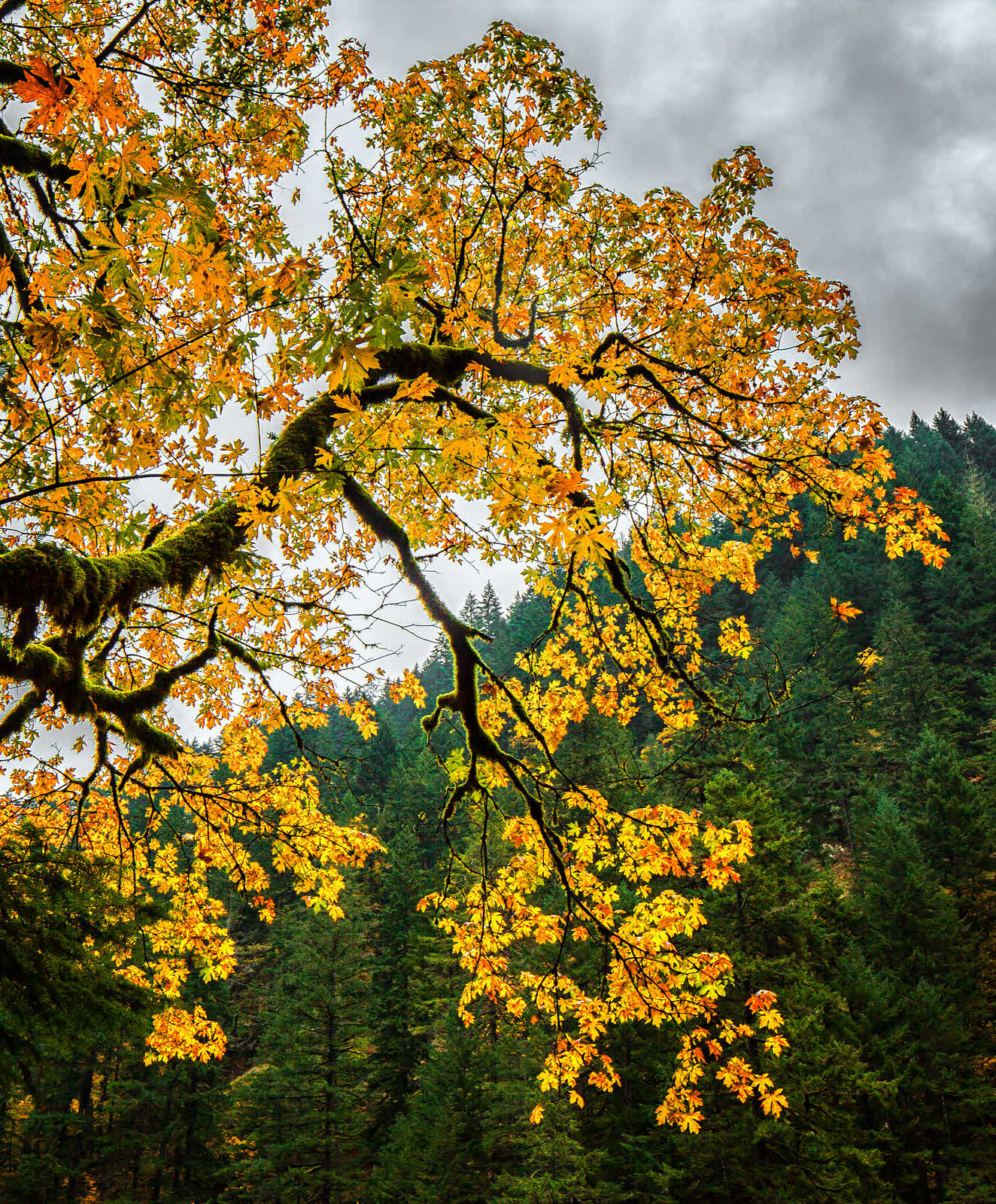 Oneonta Gorge Trail