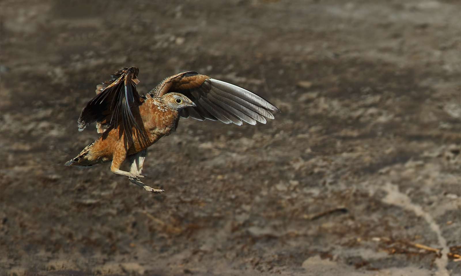 Burchell's Sandgrouse
