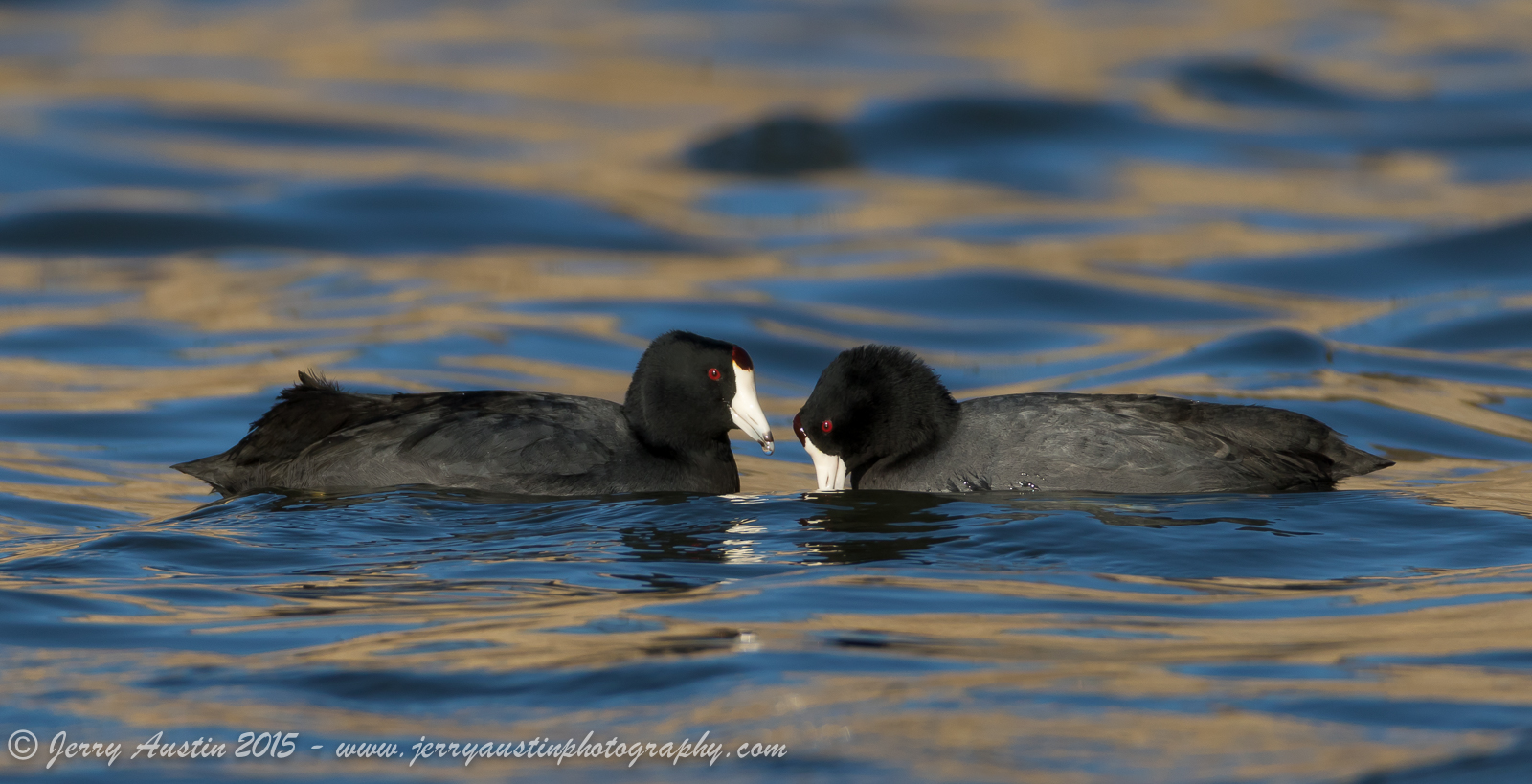 Blue Water Coots