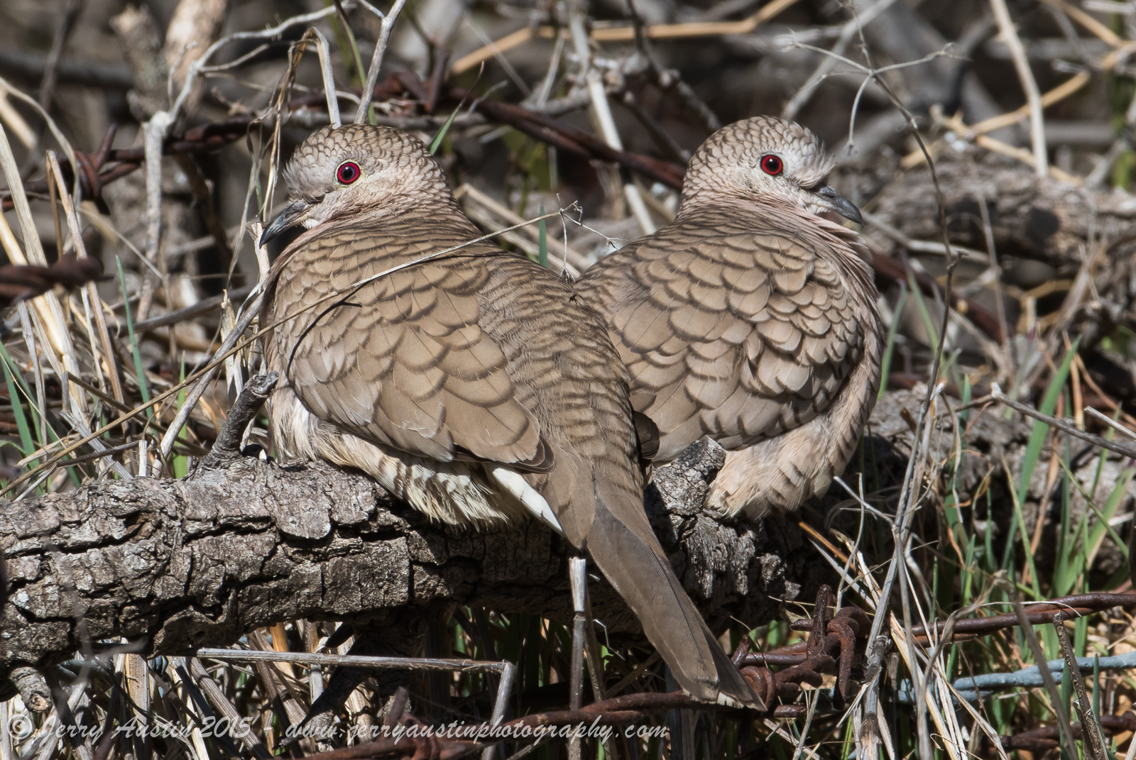 Inca Doves