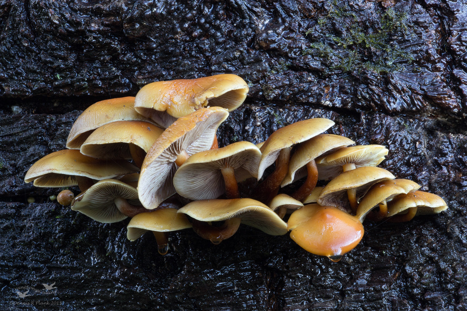 Fungi