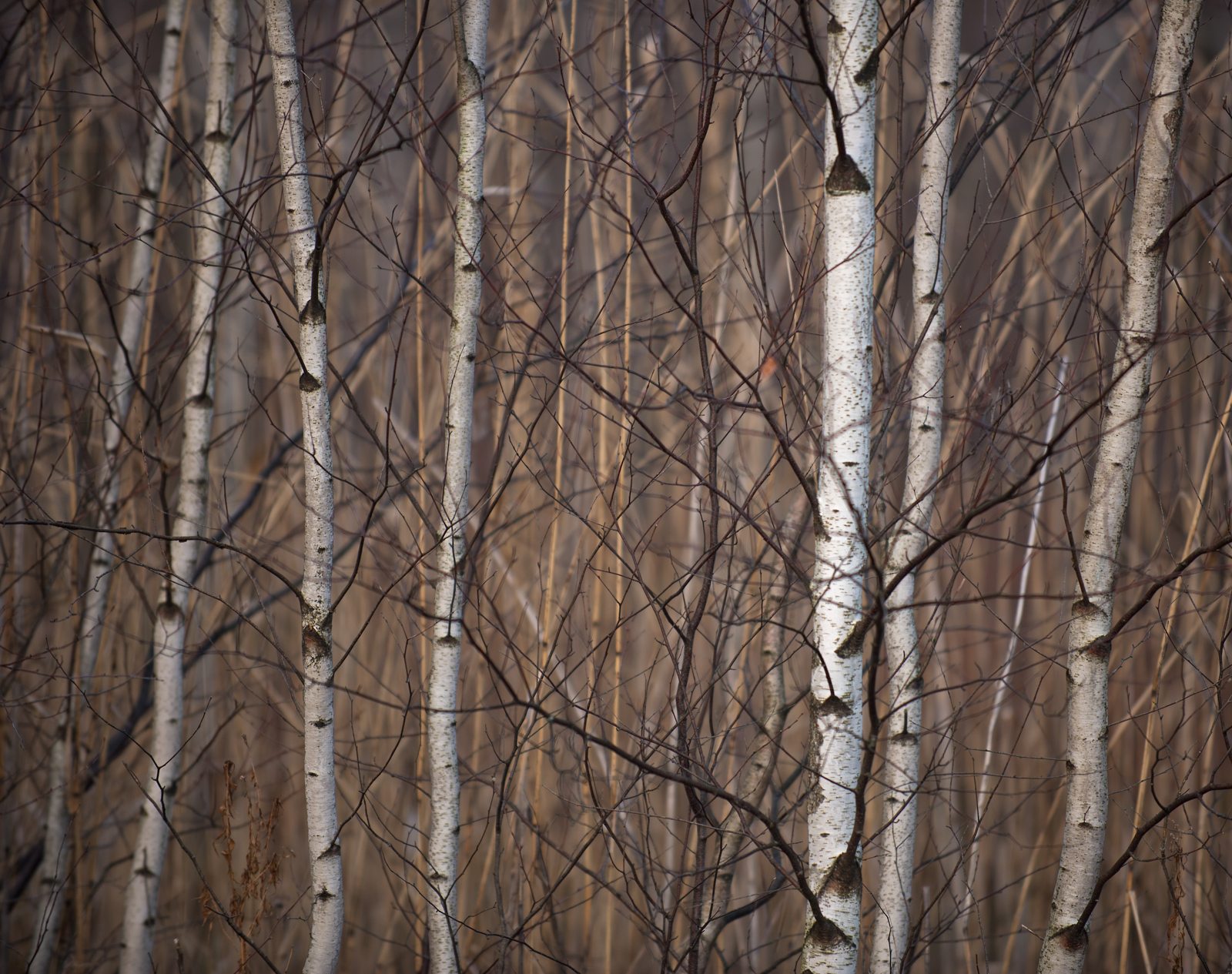 Sunset  on Birches